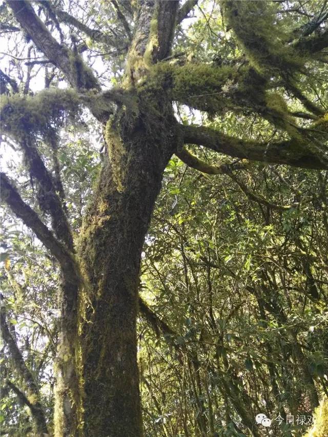 禄劝九龙石牛山原始森林,云南禄劝县团街镇卓干山原始森林