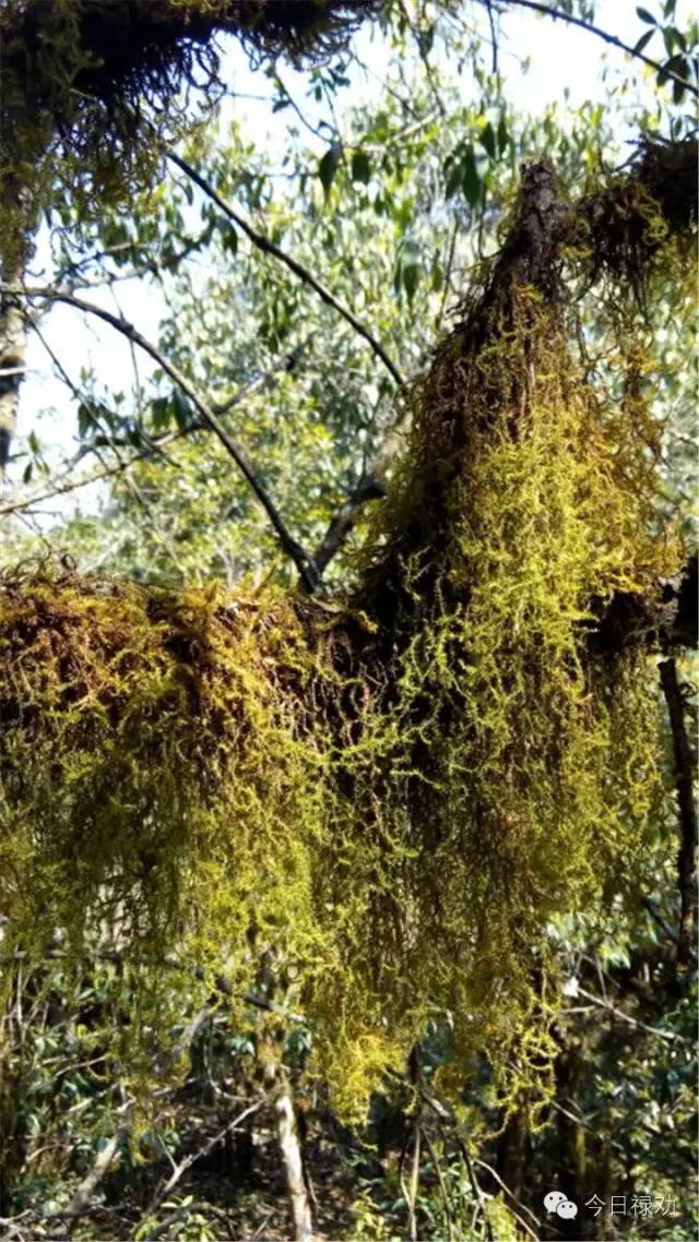 禄劝九龙石牛山原始森林,云南禄劝县团街镇卓干山原始森林