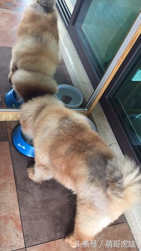 没有常识的家政阿姨竟然给汪星人吃海带,只因怕浪费害苦了宝宝