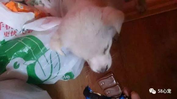 狗狗吃葡萄如何才能保住他的狗命,我家的狗狗养了四年差点死了