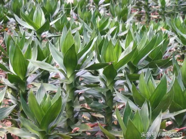 为啥刚买的富贵竹这么旺盛,买回来的富贵竹怎么养