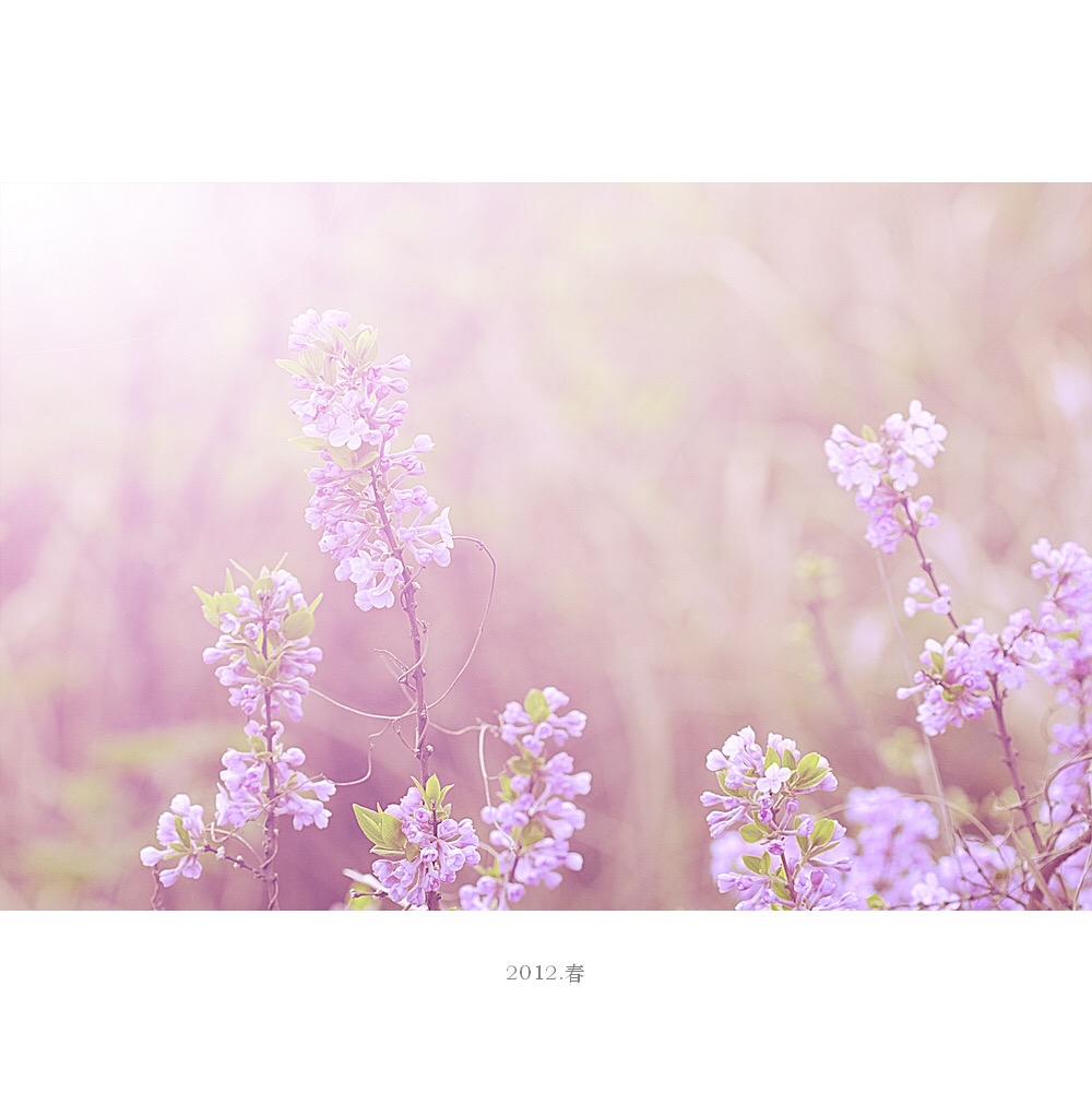 朝辞白帝彩云间千里江陵古诗,李白诗词千里江陵一日还