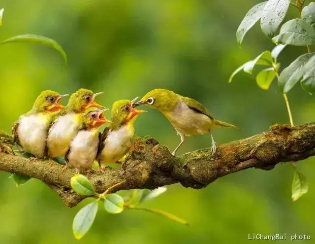 这是一篇只有鸟的美篇，却深深地打动了我