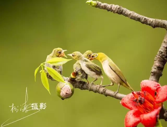 这是一篇只有鸟的美篇，却深深地打动了我