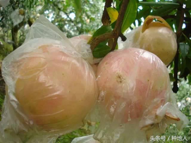 高产突尼斯石榴苗,石榴高产栽培技术要点