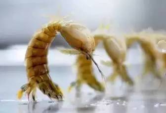 被皮皮虾扎了导致截肢,皮皮虾扎破手指有毒吗