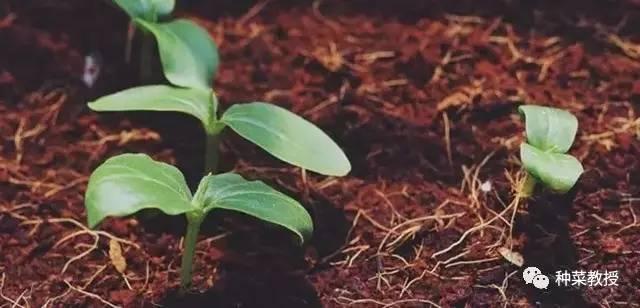 阳台盆栽黄瓜的种植方法,阳台种植黄瓜用什么肥料最好