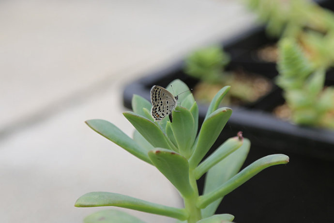 多肉植物如何防治病害,多肉植物病害处理视频