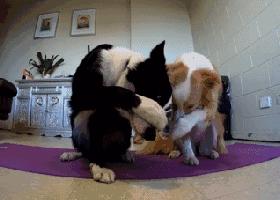 边牧这么聪明为什么很少人养,边牧太胆小了什么都教不会