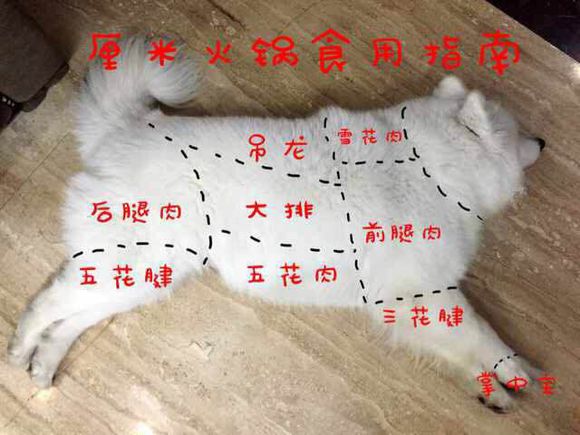 萨摩耶温顺的好还是调皮的好,为什么都说萨摩耶傻