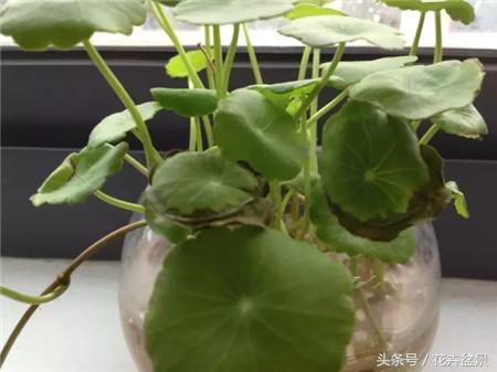 烂根花卉怎么处理,最容易烂根的3种花卉