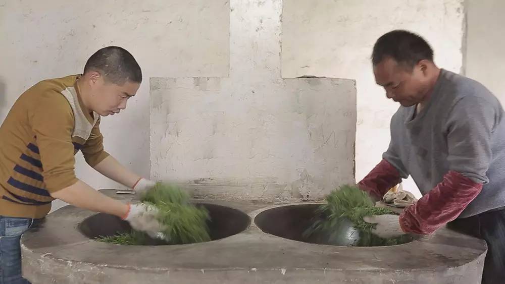 云南碧螺春和苏州碧螺春的区别,苏州哪里可以买到真正碧螺春