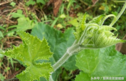 四种野菜清热解毒增强食欲降血压 (吃哪些带叶子的菜能降血压)