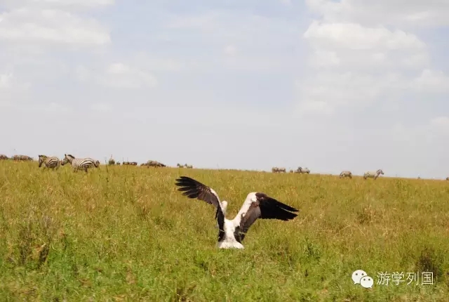 一生必去一次的非洲坦桑尼亚｜回归狂野