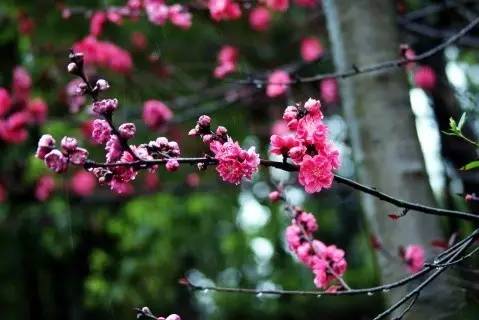 春季繁花盛开诗词,诗词鉴赏品读好诗词