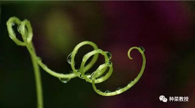 阳台黄瓜种植间距多少合适,阳台种植黄瓜视频教程