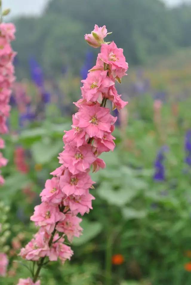 眼睛花了？这种花竟然酷似纷飞的“云雀”？