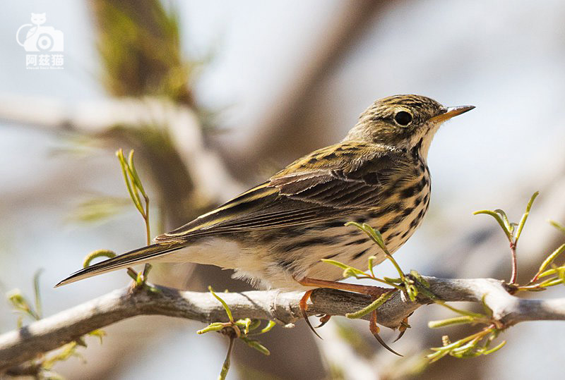 以色列,闯入“禁区”的观鸟人