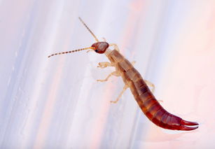 蠼螋到底有多可怕,食脑虫厉害还是食人蝇厉害