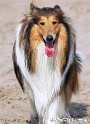 苏牧和喜乐蒂该选择谁,喜乐蒂和苏牧什么关系