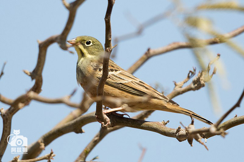 以色列,闯入“禁区”的观鸟人