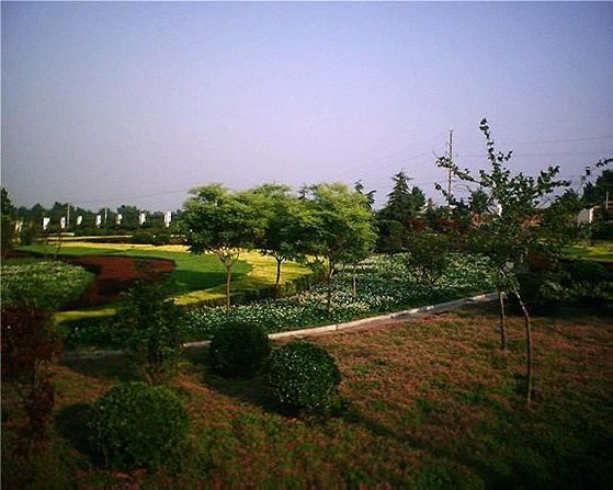 一起走进中国大蒜第一镇