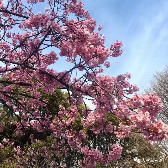 日本4s店有多坑人,日本4s店的汽车质量