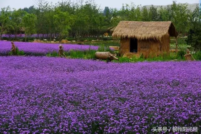 柳江区哪个镇最好,柳江区有好的发展吗