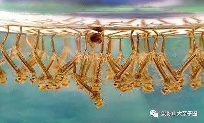 惊掉你下巴的“变态”虫生！盘点动物界那些长着长着就变形的主儿