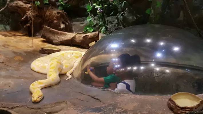 长隆野生动物园自驾游导游,广州长隆野生动物园有导游吗