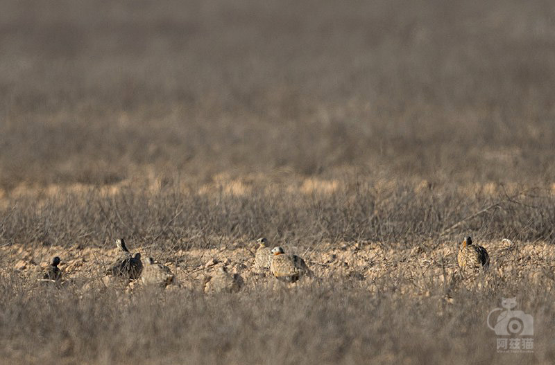 以色列,闯入“禁区”的观鸟人