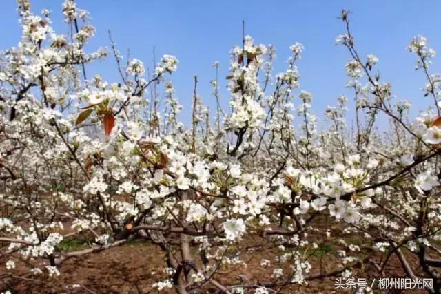 柳江区哪个镇最好,柳江区有好的发展吗