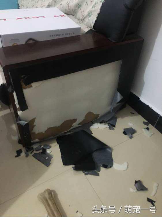 第一次带女朋友回家住，金毛这货就吃醋把家给拆了！