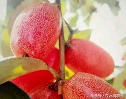 为什么羊奶果会叫羊奶果,羊奶果种子种下去能长羊奶果吗