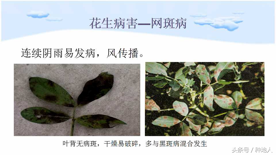 马上开始播种花生,快要种花生了