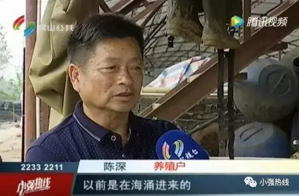 价值千万“贵价鱼”好难养顺德养殖户摸索4年才有收成