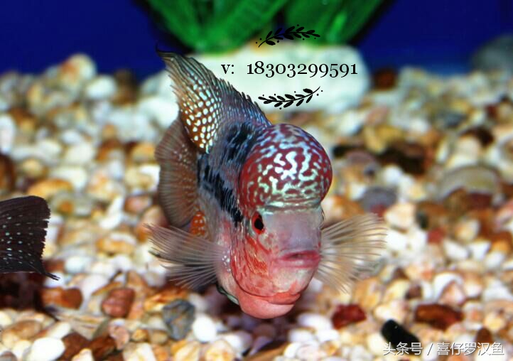 罗汉鱼新鱼到家拉白便,罗汉鱼常见病及图片