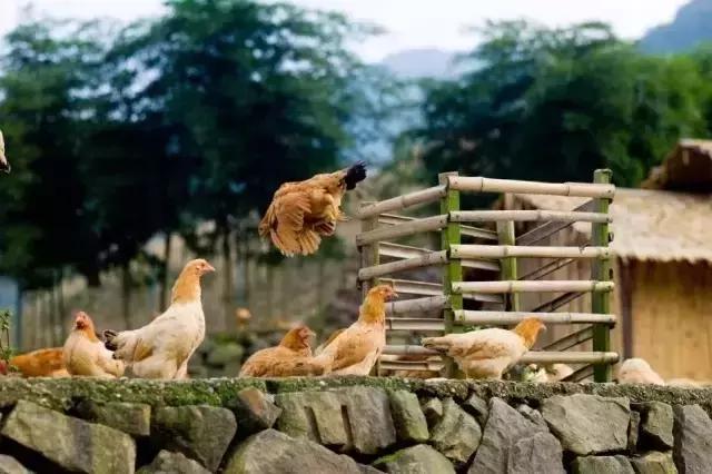 安徽安庆老字号菜馆,安庆北正街老字号