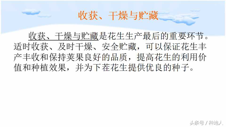 马上开始播种花生,快要种花生了