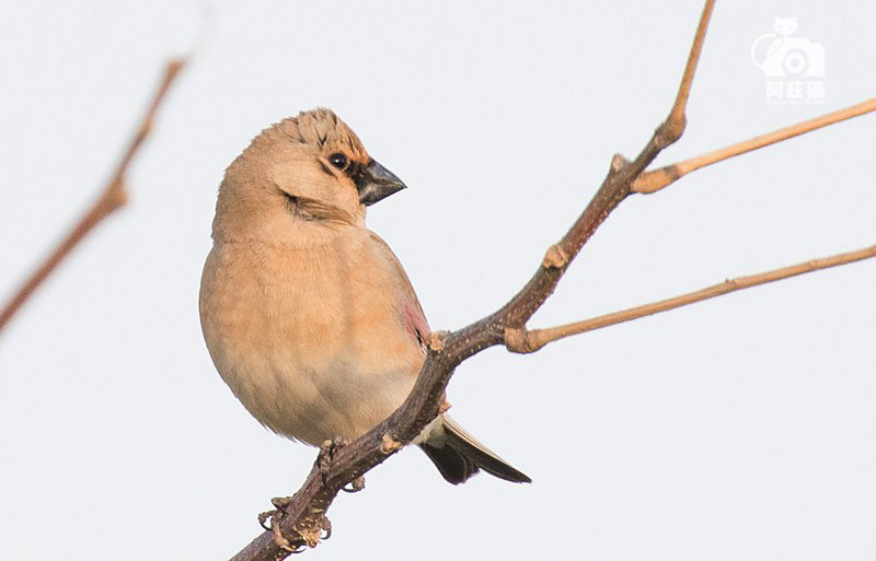 中东荒漠中的“特殊旅行”
