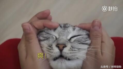 妹子终于如愿狠狠地撸猫咪，猫咪：谁让你停的