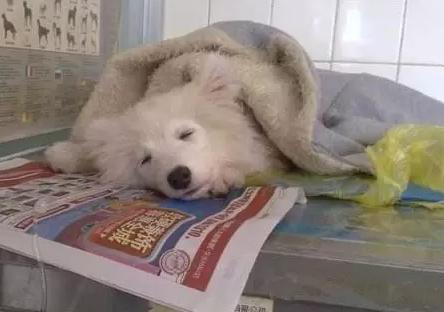 我是怎样把狗狗养死的（二）：我只是给它洗了个澡啊