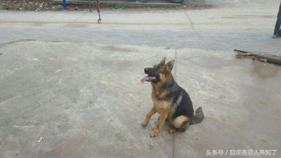 肩高50是怎么算的,肩高50cm正常吗