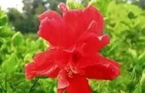 5种好看又可吃的花儿,小众又漂亮的花儿