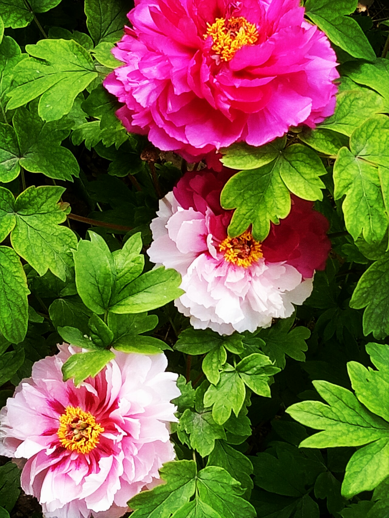 洛阳二乔牡丹开花视频,洛阳二乔