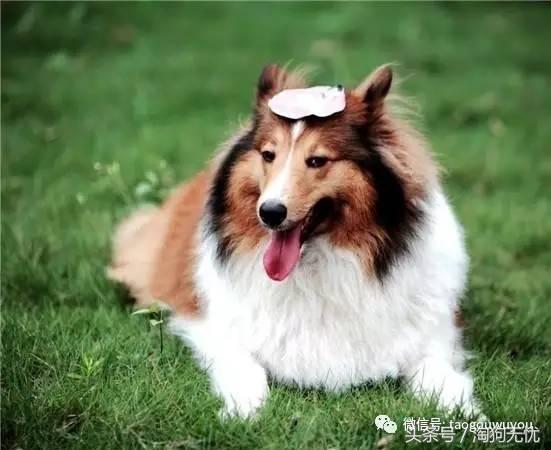 苏牧和喜乐蒂该选择谁,喜乐蒂和苏牧什么关系