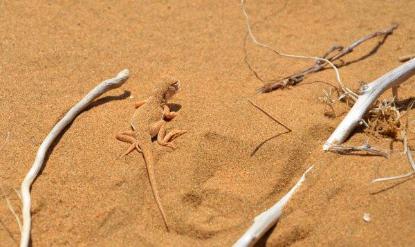 自由穿梭极简生活：Toread探路者Travelax商旅尊享版背包体验