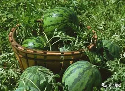 招远地名来历,招远地名大全