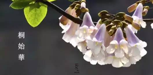 清明节气古诗词,今日清明时间