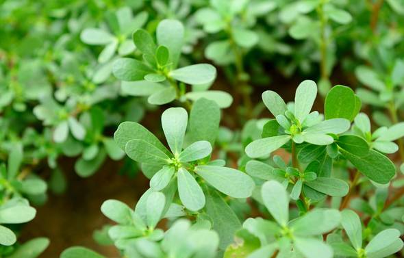 清明节气古诗词,今日清明时间